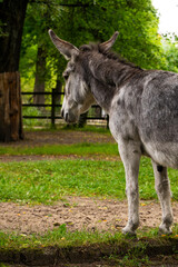 a young grey donkey among the greenery on a farm, copyspace