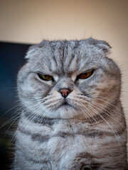 portrait of a cranky cat