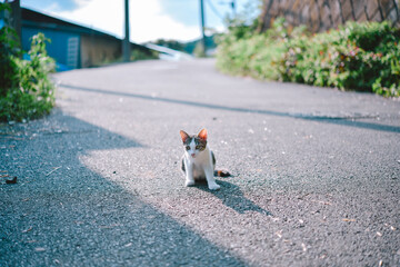 里山の道端でくつろぐ野良猫