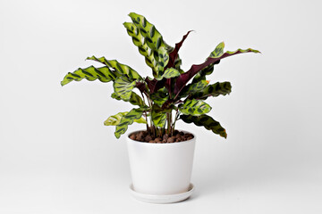 Calathea Lancifolia (rattlesnake plant) in pot isolated on white background. - obrazy, fototapety, plakaty