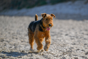 Airedale Terrier dog runs on the sand on the sea beach