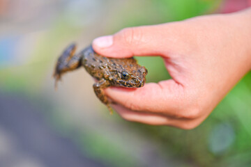 カエルを捕まえた子供の手