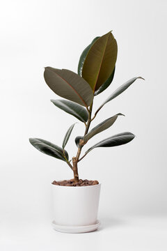 Modern Houseplants Ficus Elastica Burgundy Or Rubber Plant In White Pot. Minimal Creative Home Decor Concept.