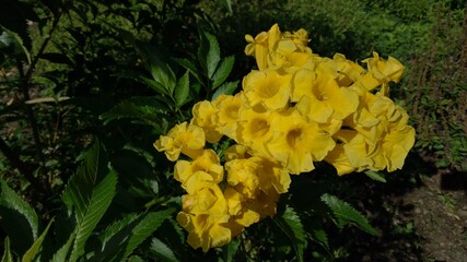 yellow flowers in the garden