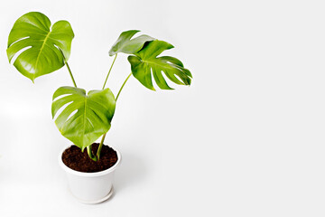 Fototapeta na wymiar Tropical foliage plant, Monstera deliciosa in white pot. Minimal creative home decor concept,
