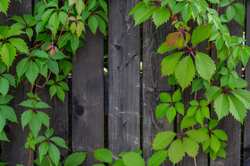 Abstract textured wooden background with frame of naturally growing ivy bushes. Copy space for your text and decoration. Theme of natural backgrounds.