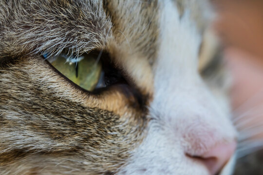 Cat face close up. Macro photo. The structure and surface texture of the cat's eye. The organ of vision of cats. Pink cat nose close-up. The cat is watching the prey. Cat hair. Bokeh