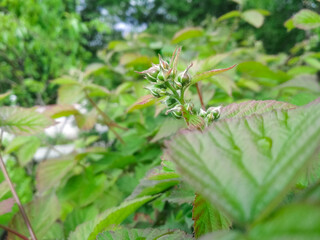 Berry background. Close up of Blackberry flowering bush. Unripe blackberries on the bush with selective focus.