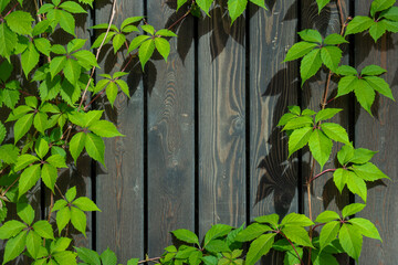 Fototapeta premium Abstract textured wooden background with frame of naturally growing ivy bushes. Copy space for your text and decoration. Theme of natural backgrounds.