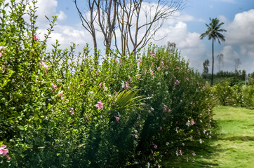 Hibiscus tree and tree without leaves