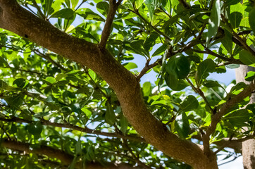 Obraz premium Tree branch and leaves