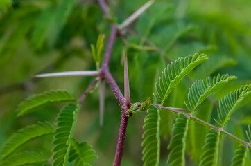 Green small leaves go green