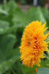 向日葵（ひまわり）　sunflower