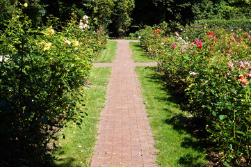 Fototapeta na wymiar Path in garden, roses flowers