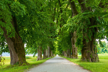 Peaceful tree line country road with in spring with green leaves.