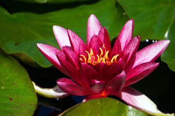Pink lilly flower in garden