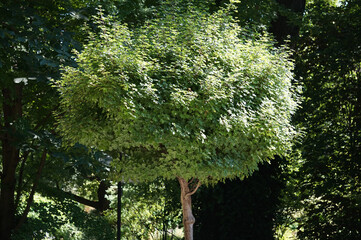 Tree with round crown in garden
