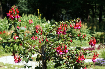Obraz premium Pink fuchsia flowers in garden