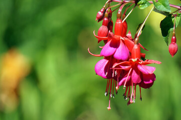 Pink fuchsia flowers in garden