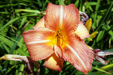 Orange daylily flower in garden