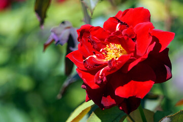 Red rose, flower in garden