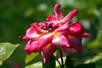Pink rose, flower in garden