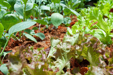 Agricultural field with green leaf lettuce salad on garden bed in vegetable field. Gardening background with green lettuce plants. Organic health food vegan vegetarian diet concept