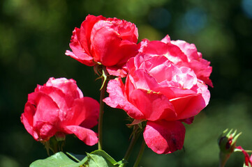 Obraz premium Pink roses, flowers in garden