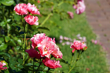 Pink roses, flowers in garden