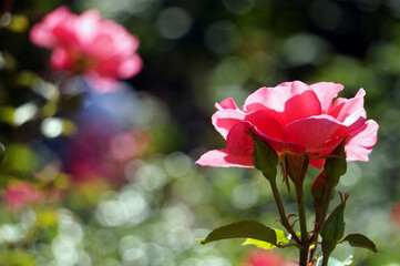 Pink roses, flowers, defocused background