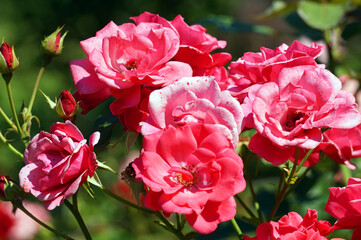 Pink roses, flowers in garden
