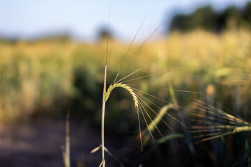 An ear of wheat or rye in the field. A field of rye at the harvest period