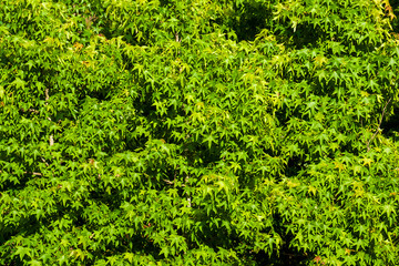 Green maple leaves as background