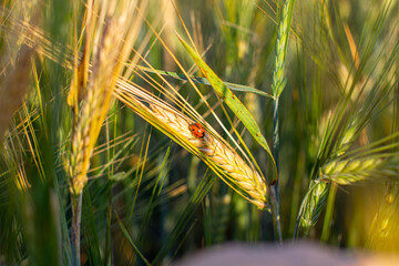 An insect a ladybug on an ear of rye or wheat