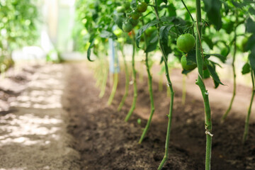 Fototapeta na wymiar Seedlings and tomatoes growing on branch in greenhouse