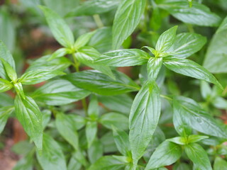 Thai herbs King of Bitter scientific name Andrographis paniculate Burm, Fah Talai john, green vegetable tree plant blooming in garden