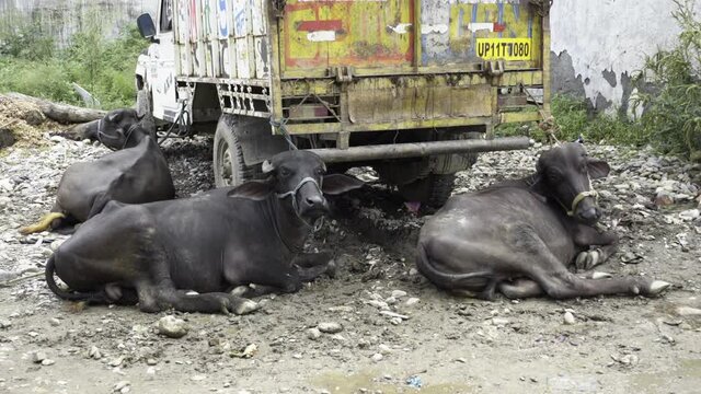 Slum areas of India. Poverty in India, dirty drain