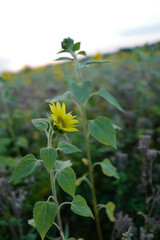 Obraz premium Sonnenblume 31