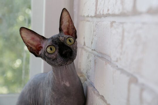 Grey Canadian mink point sphynx cat sitting on a windowsill. Beautiful purebred hairless kitten by the window. Natural light. Close up, copy space, background.