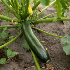 Plant with ripe zucchini