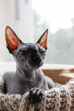 Grey Canadian mink point sphynx cat sitting in a basket with blanket. Beautiful purebred hairless kitten with yellow eyes. Natural light. Close up, copy space, background.