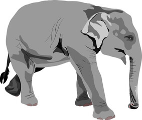Baby elephant vector