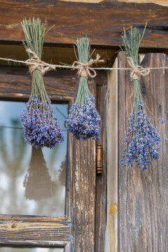 Bouquets of lavender hanging on a rope on the background of an unpainted window. Reflection in the window glass. Copy space. Vertical image.