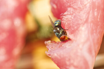macro of a fly on meat.