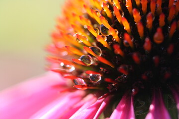 Morning dew on a coneflower 