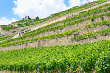 Scenic vineyards near Sion in Rhone valley, Wallis, Switzerland