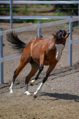 Rider jumps over obstacles during horse show jumping