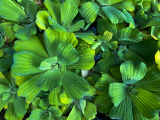 Plants over water 