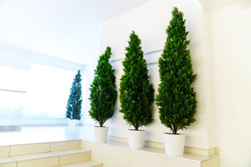 Decorative thuja made of plastic in the corridor of the office space. Decoration of space with green plants