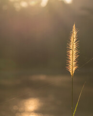 Wild grass by the lake. Golden glow.